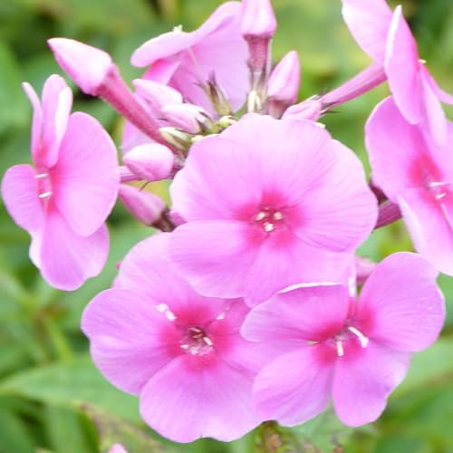 Phlox paniculata 'Eva Cullum' - Hardy Perennial, Mildew Resistant, Fragrant Pink Blooms, RHS AGM Winner - 1x 1 Litre Potted Plant by Thompson & Morgan