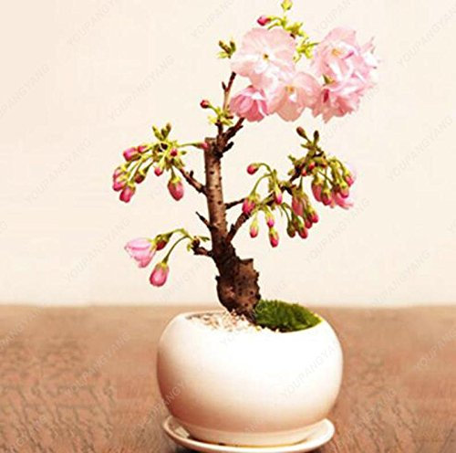 20 graines mini-graine rose sakura Belle cerise Oriental Sakura Bonsaï lumière fleur de cerisier parfumé jardin aménagé rouge