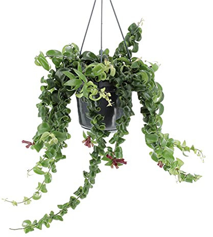 KENTIS Aeschynanthus Rasta - Piante Tropicali da Interni Vere - H 25 cm Vaso Ø 15 cm - Eschinanto