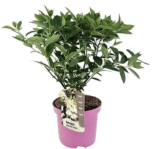 Plant in a Box - Hydrangea paniculata 'Confetti' - Hortensia paniculé - Fleurs en forme de prune - Pot 19cm - Hauteur 25-40cm