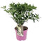 Plant in a Box - Hydrangea paniculata 'Confetti' - Hortensien - Rispenhortensie - Pflaumenförmigen Blüten - Topf 19cm - Höhe 25-40cm