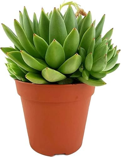 Planta Crasa Echeveria Agavoides Suculenta Natural Perfecta para Principiantes