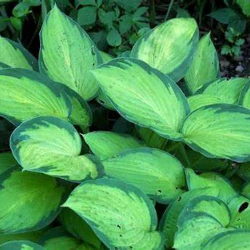 Funkien zwiebeln,winterharte Blumenzwiebeln,duftend, geeignet für die Blumendekoration im Garten und auf dem Balkon,hosta pflanze winterhart(große Zwiebeln,ohne Samen)-6zwiebeln-D