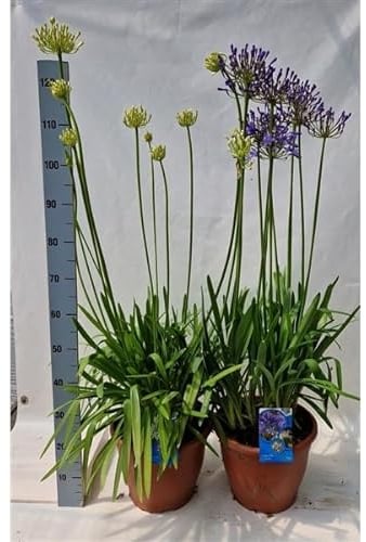 Agapanthus africanus 2 Liter Topf ca. 70 cm - Schmucklilie - Liebesblume - Kübelpflanze