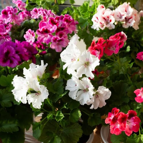 300 pcs geranien samen hängend - kräutergarten geschenk geranie,Pelargonium hortorum, bodendecker pflanzensamen dachbegrünung blumenwiese samen mehrjährig winterhart dekoration