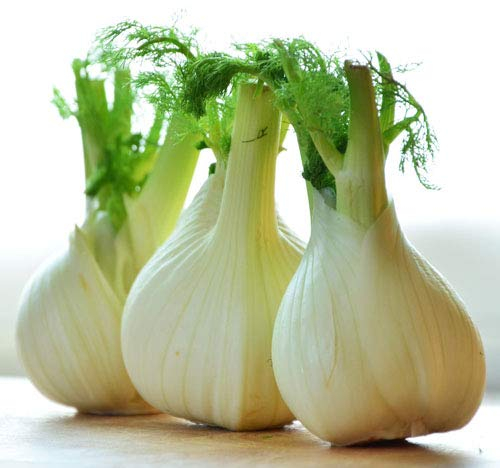 Fenchel/Funcho 250 x Samen aus Portugal 100% Natur (keine Chemie) / handgepflückt und sonnengetrocknet