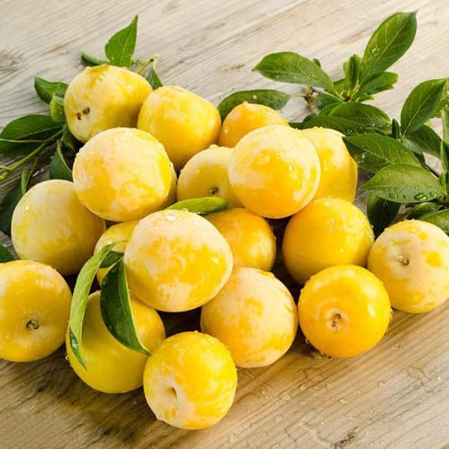 10 pcs mirabellenbaum winterhart samen, obstbäume, zimmerpflanzen (Prunus domestica) bonsai samen, balkonpflanzen säulenobstbäume, garten balkonpflanzen winterhart, saatgut alte sorten