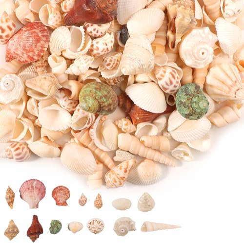 ZIGefofo Muscheln Gemischt 400g Natürliche Muscheln zum Basteln Meeresmuscheln Gemischte Ozean Conch Shell Muschel Deko für Vase Füllstoffe Strand Thema Party Fisch Panzer DIY Kunsthandwerk