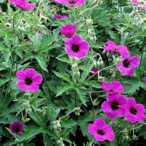 6 x Armenischer Storchschnabel - Geranium Psilostemon: Beliebte Sorte mit roten Blüten.