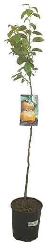 ÁRBOL FRUTAL NATURAL DE KAKI ROJO BRILLANTE M22 110-120CM (OCTUBRE) PERFECTO PARA EXTERIOR