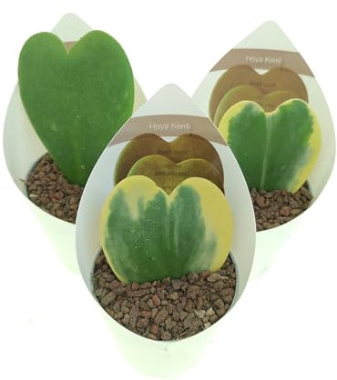 Set di 3 piante grasse vere da collezione in vasi diam. 6.5 cm- Mix Hoya kerri