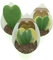 Set di 3 piante grasse vere da collezione in vasi diam. 6.5 cm- Mix Hoya kerri
