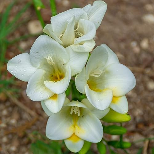15 Pcs freesien zwiebeln kaufen, deko wohnzimmer, blumenzwiebeln frühblüher freesien im topf, zimmerbonsai bonsai, winterharte pflanzen für kübel balkon blumen, blumenzwiebeln mehrjährig