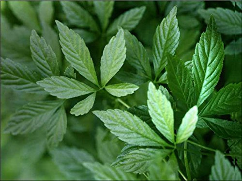 200 Gynostemma pentaphyllum Semi, halb Jiaogulan