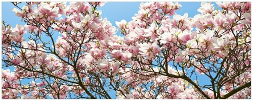 Wallario Küchenrückwand selbstklebend 115 x 50 cm, Motiv: Schöne rosa Magnolien-Blüten vor blauem Himmel | Spritzschutz abwischbar & pflegeleicht