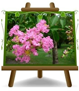 EURO PLANTS VIVAI Lagerstroemia Indica Cespuglio Rosa Pianta Ornamentale - su Vaso da 18 cm - Altezza 50-60 cm