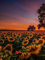 5000 Pieces Jigsaw For Adults Puzzle Family sunflower Suitable For Adults,Teenagers And Families Halloween Finished size 156×105cm