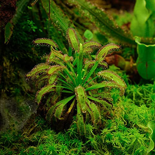 Semi Di Drosera Drosera Capensis - Pianta Carnivora Mangia Insetti - Semenza Piante Vere Piante Vere Da Esterno Perenni Piante Aromatiche - 900 Pezzi