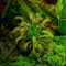 Semi Di Drosera Drosera Capensis - Pianta Carnivora Mangia Insetti - Semenza Piante Vere Piante Vere Da Esterno Perenni Piante Aromatiche - 900 Pezzi