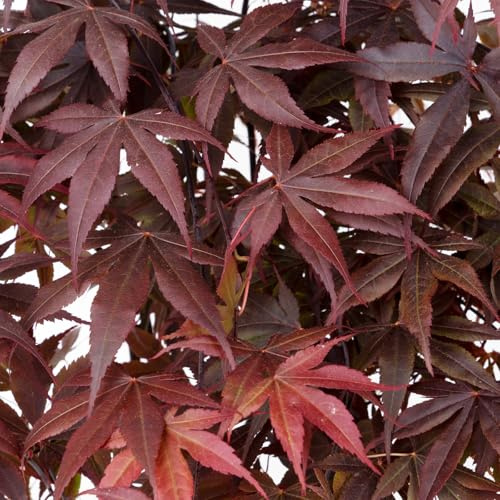 Roter Fächerahorn 'Bloodgood', palmatum, im 19 cm Topf