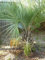 5 PCS Samen von GELEE PALM Butia capitata Nana T36, Schöne Baumsamen