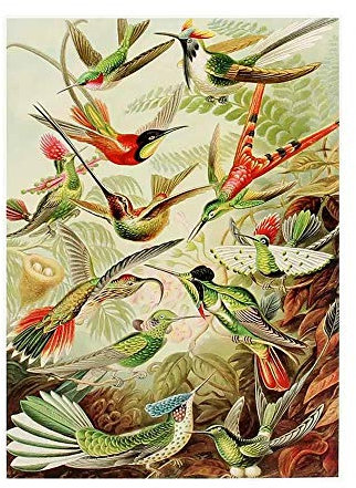 LDLDLD 5000 Teile Puzzle für Erwachsene Mehrere Vögel Puzzles Brain Challenge Puzzle für Kinder - unmögliches Puzzle