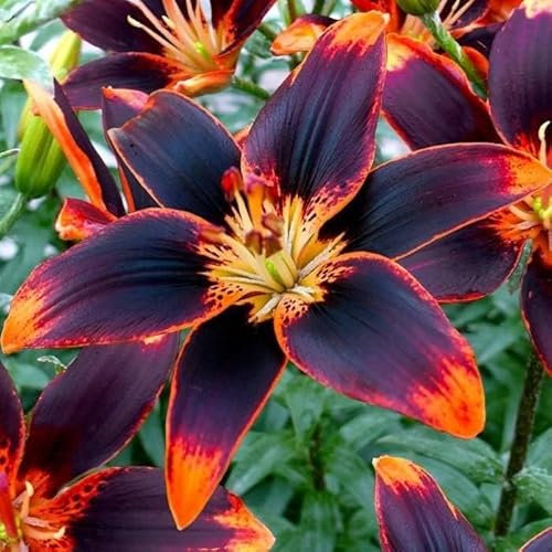 Votaniki Forever Susan Lily Bulbs for Planting - Perennial Long Blooming Lily for Garden Beds, Borders, and Containers | Fast Growing - Low Maninatnace & Easy to Grow (3 Pack)