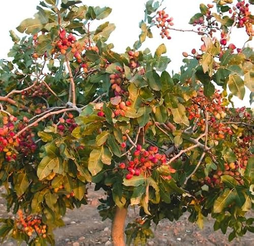 20Pcs Green Pistachio Tree Seeds