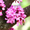 30 graines d'Arbre de Judée - Cercis Siliquastrum