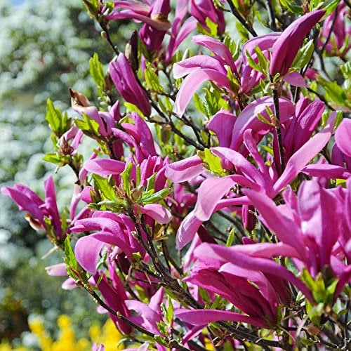 Magnolia Betty | Deciduous Hardy Garden Shrub Fuchsia Pink Flowers in 9cm Pot