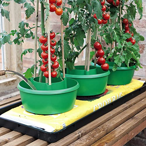 Plant Halos 3-Pack All-In-One Plant Support And Watering Solution Easy To Grow Your Own Veg Tomatoes Peppers Beans Recycled UV Stabile Green or Red Plastic 5-Year Guarantee By Suttons