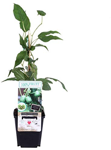 Mini-Kiwi Issai ca. 30 cm – Selbstfruchtende Actinidia arguta | Winterhart, Süß & Vitaminreich | Perfekt für Garten & Balkon