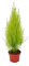 Exotenherz - Cipresso da camera – Cupressus macrocarpa Goldcrest Wilma – Vaso da 13 cm