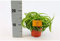 Grünlilie Chlorophytum comosum Bonnie 20 cm Luftreinigend Zimmerpflanze