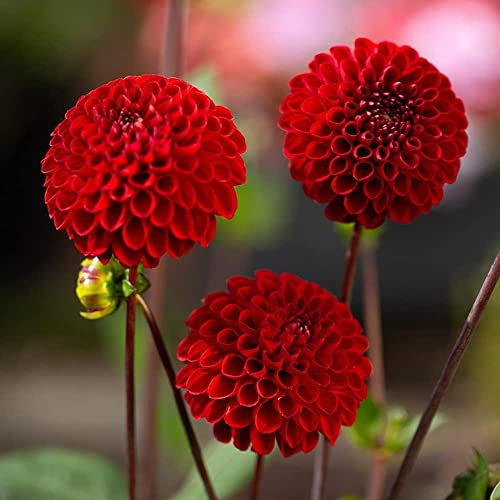 Tuberi Di Dalia Bulbi Di Fiori Resistenti Bulbi Di Ornamentali Perenni Fiori Freschi Dalie Resistenti Piante In Vaso Piante Giardino Decorazioni Da Giardino Per Esterni Fiori 2 Bulbi Dalia (Rosso)