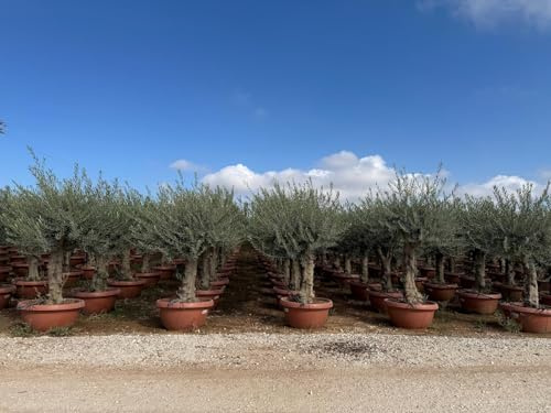 Sunny Tree - Olea Europea - Winterharte Olivenbaum - 180 cm im decotopf - 45 Jahre alter Olivenbaum - Fruchttragend - immergrün - Winterhart bis -18