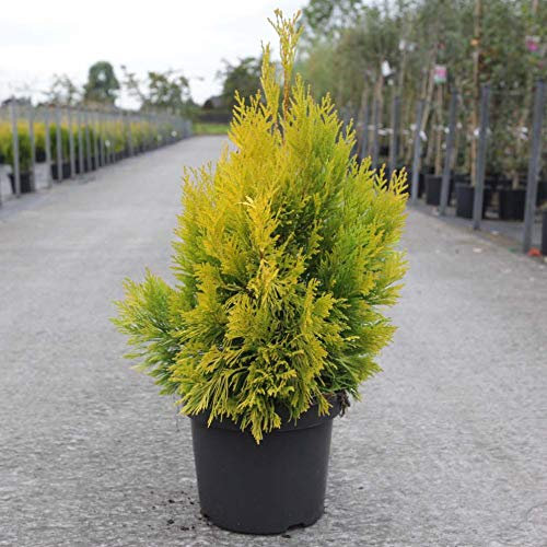 Potted Hardy Garden Plant Thuja, Trees for Small Gardens, Evergreen Conifer, Bright Foliage, Low Maintenance 1 x Thuja Plicata 4Ever Goldie Plant in a 3 Litre Pot by Thompson & Morgan (1)