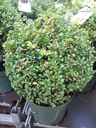 Ilex crenata Gold Tip - Japanische Stechpalme - Japanische Hülse - 30-40