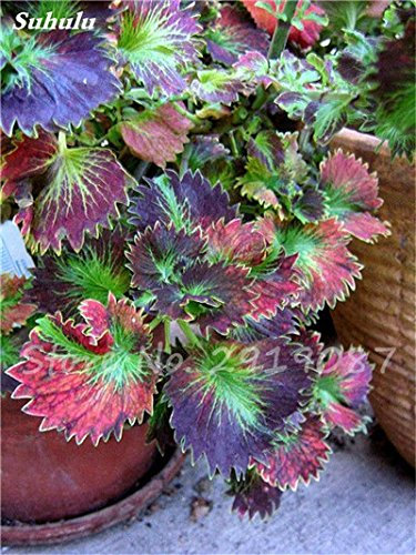 100 PC mezcladas Semillas Semillas Bonsai Begonia de flor Patio Balcón coleo Semillas Begonia colorido plantas en macetas para jardín 15