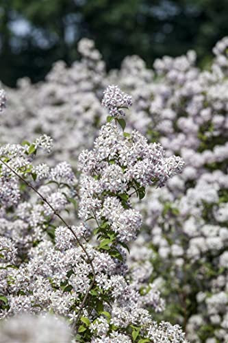 Deutzia 'Mont Rose' 125-150 cm - Maiblumenstrauch, rosa Blüten, Blütezeit Mai-Juni, ideal für Hecken und Rabatten, pflegeleicht und winterhart