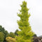 Pianta vera di Ginkgo biloba Menhir