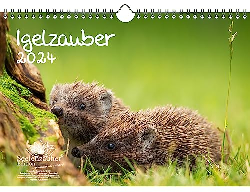 Igelzauber DIN A4 Kalender für 2024 Igel - Geschenkset Inhalt: 1x Kalender, 1x Weihnachts- und 1x Grußkarte (insgesamt 3 Teile)