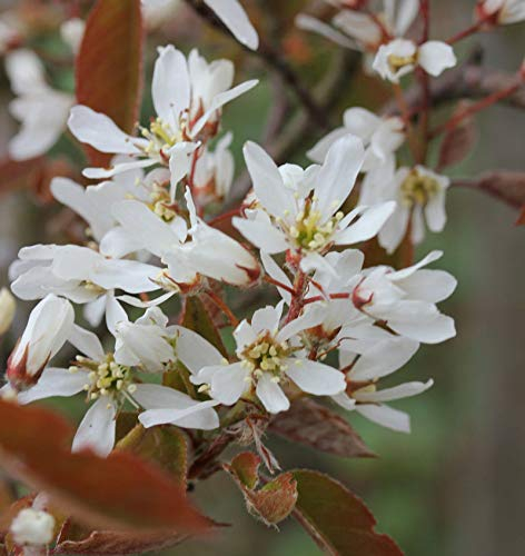 Kupfer Felsenbirne 100-125cm - Amelanchier lamarckii - lebende Gartenpflanze aus den Baumschulen