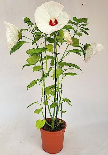 POWERS TO FLOWERS - IBISCO, HIBISCUS PALUSTRE BIANCO, MOSCHEUTOS, LUNA PINK, XL, IN VASO CERAMICA ANTRACITE, pianta vera