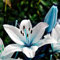 Lilien zwiebeln,winterharte pflanzen,Die Blumen sind riesig, Umwelt verschönern,Starke Anpassungsfähigkeit, Geeignet für die Dekoration im Topf,lilie forever susan.-4zwiebeln-B