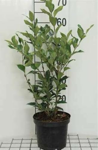 Ligustrum jap. 'Green Century' - Liguster 40-50 cm - Container