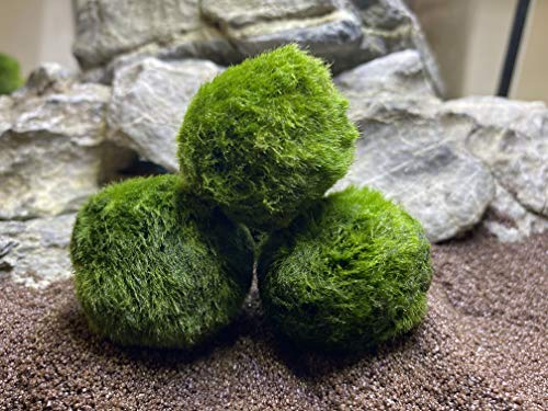 Boules de mousse 3 x 3 cm - Filtre biologique naturel pour aquarium