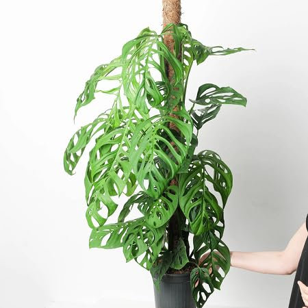 50pcs Nouvelles graines de plantes Monstera fraîches