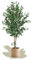 Maia Shop | Olivier Artificiel | Plante Artificielle interiur | Plante Artificielle | Mesures: 150 x 60 cm | Fausse Plante | Arbre Artificiel | Decoration Maison