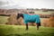 Horseware Amigo Bravo Turnout 12 Wug lite Storm Green Größe wählbar (115)